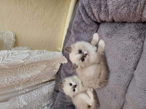 Sahiplenmek isteyenler için ragdoll yavrular