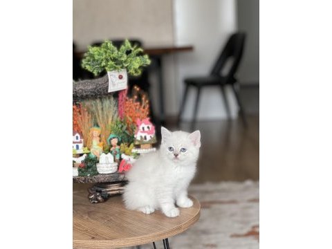Ayı surat silver point british shorthair yavrum 