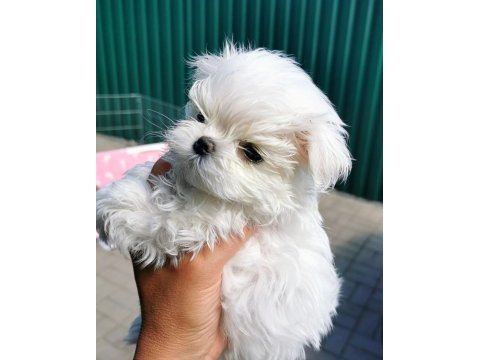 Korean morkie puppies (cheap) 1bucuk kg