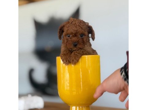 2 aylık ırk ve sağlık garantili poodle köpekler