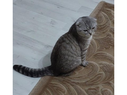 3 yaşında scottish fold