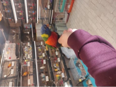 El besleme rainbow lori papağanlarımız