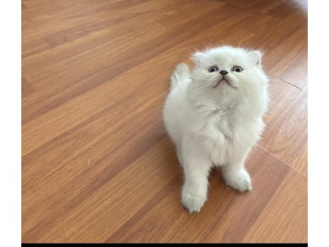 Scottish fold blue point longhair