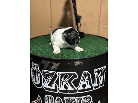 Anatomi güzeli french bulldog yavrularımız