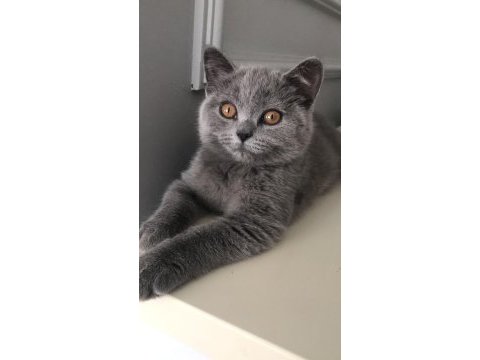 3 aylık british shorthair