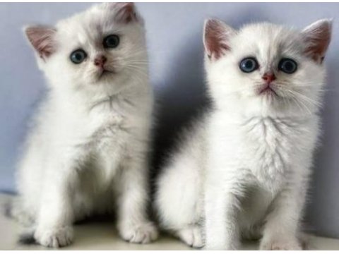 Safkan scottish fold & british shorthair kediler