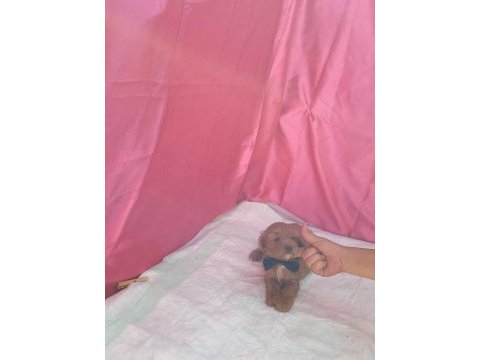 Poodle kalitesinde cavapoo yavrularımız