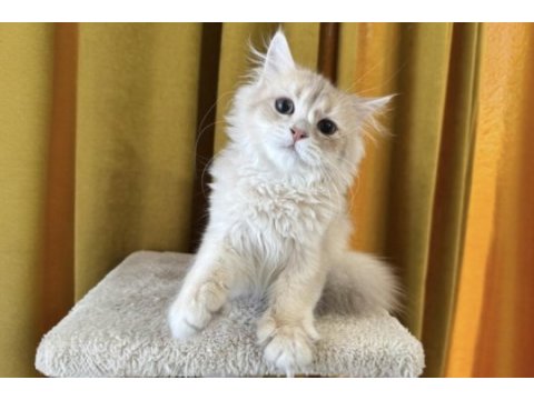 British longhair kedimiz paşa