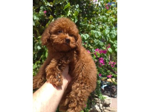 Red toy poodle yavrularımız