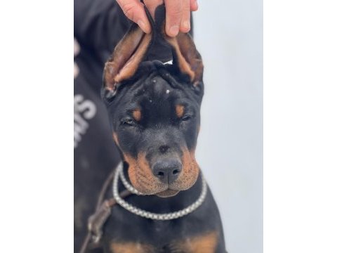 Europan fci federasyonlu doberman yavruları