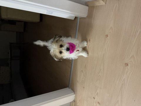 9 aylık eğitimli cavachon