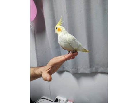 Unutulmaz sultan papağanı 4 aylık