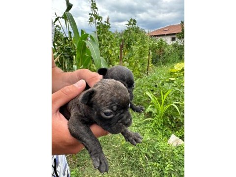 A kalite french bulldog yavruları yalova