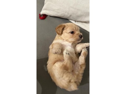 23 mayıs doğumlu maltipoo yavrularım