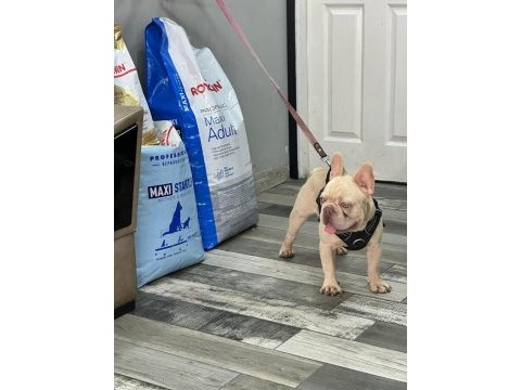 Aslan parçası kimbo fluffy l4 carrier