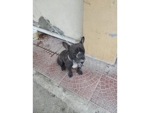 Fransız bulldog