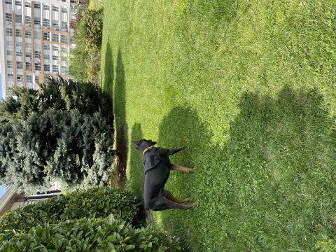 Paskal34 istanbul doberman