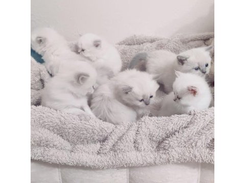 25 günlük british longhair yavru