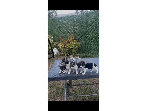 Şivava yavruları ırk garantili