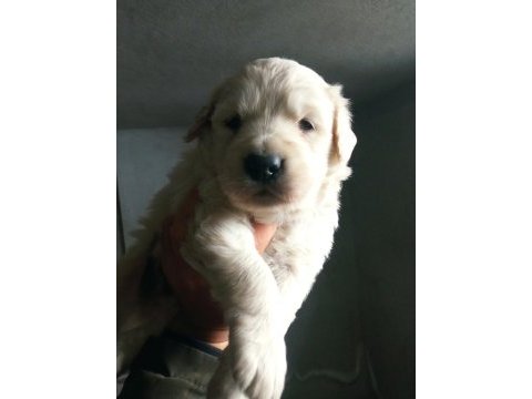 30 günlük orjinal baby face golden retriever yavrumuz