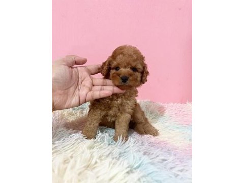 Irk garantili toy poodle yavruları