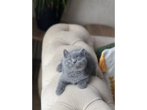 Sosyal british shorthair yavrum