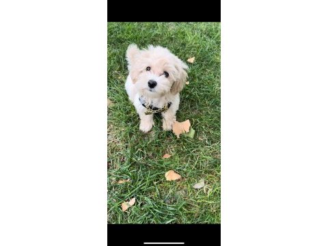 Maltipoo erkek 4 aylık