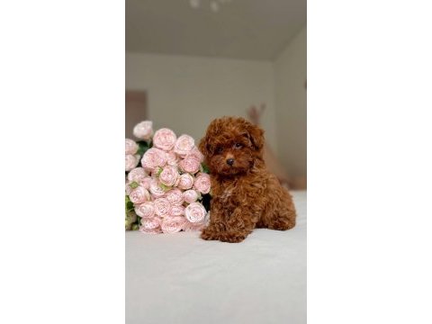 Yuva arayan bebek poodle 