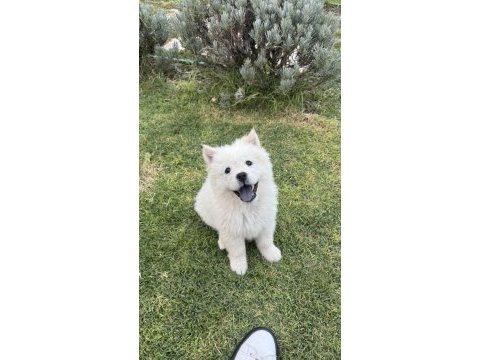 3 aylık dişi chow chow (çin aslanı)