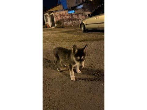 3 aylık safkan sibirya kurdu dişi
