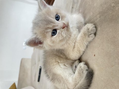 2 aylık british shorthair gold
