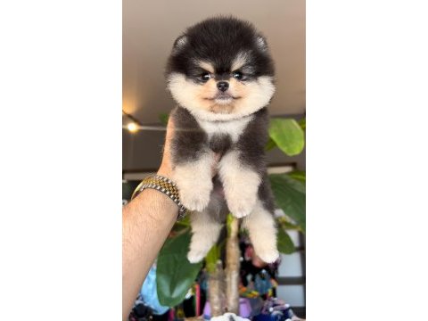 Pomeranian boo ayı yüz