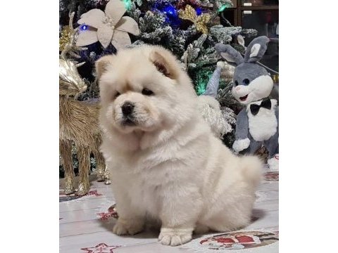 Şirin çin aslanı (chow chow) yavrularım