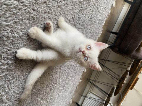 British shorthair kardeşler