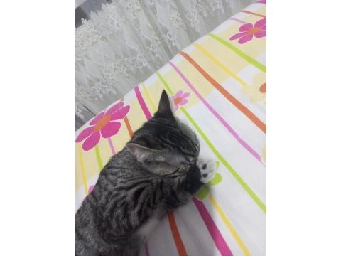 3.5 aylık dişi yavru tekir kedimiz