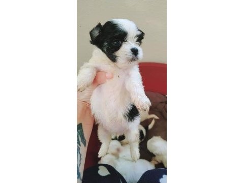 Shih tzu yavruları 0_3 aylık