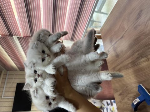 Scottish fold yeni yuvaları için hazırlar