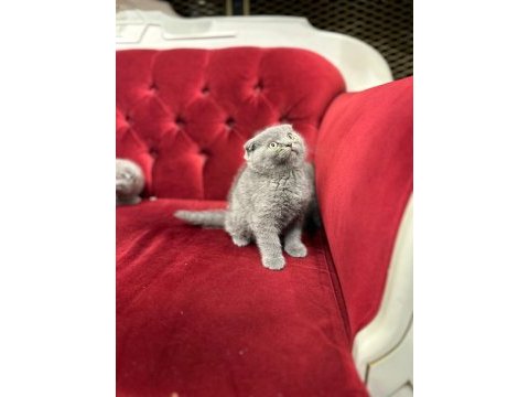 Scottish fold yavru kedilerimiz