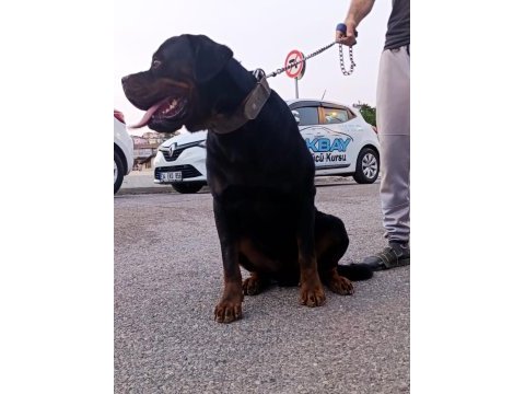 1 buçuk yaşındaki aktif erkek rottweiler