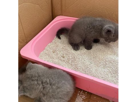 27 temmuz doğumlu gri scottish fold yavrular