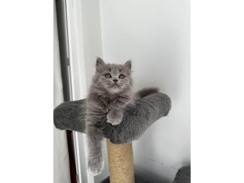 Gri british shorthair cinsi yavrumuza yuva arıyoruz