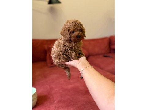 Sevimli toy poodle yavrularımız yeni ailelerini arıyor