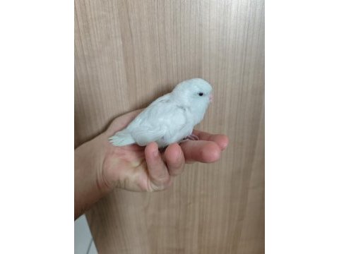 Yavru forpus papağanı