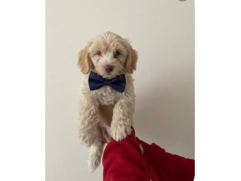 Maltipoo yavrular