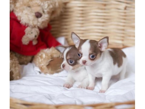Xs dişi erkek safkan chihuahua yavrularımız