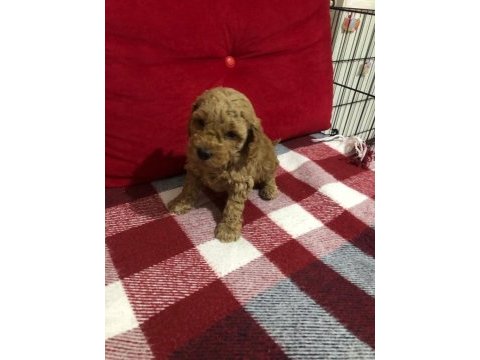 İstanbul ankara safkan toy poodle yavruları