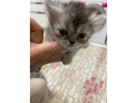 Chinchilla yavrumuz 40 günlük