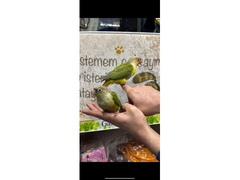 Her renk bebek konur papağanları