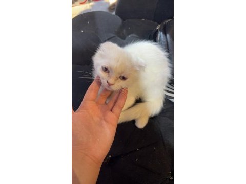 Kırık kulak beyaz british shorthair yavrumuz