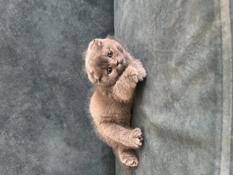 Scottish fold dişi yavru